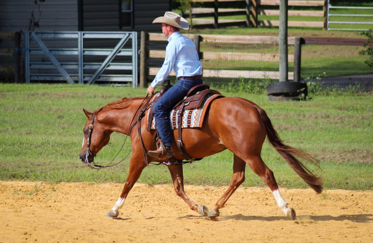 Bud Lyon trots a chestnut ranch riding horse in Florida.