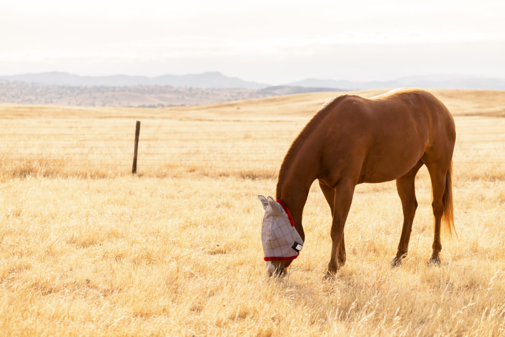 horse in field with super mask fly mask