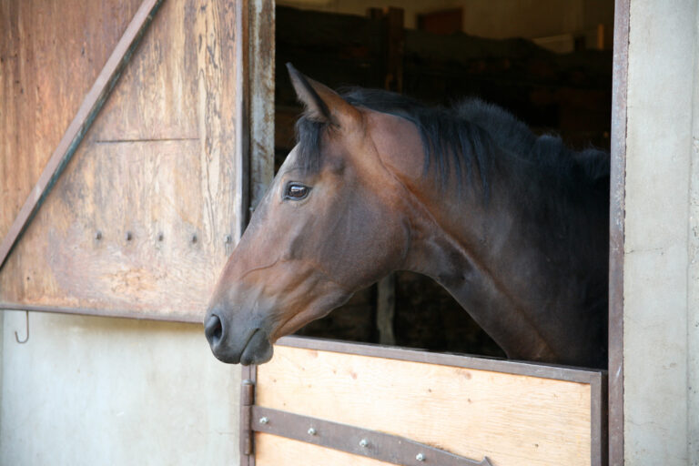 Thoroughbred horse in stall