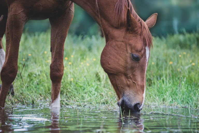 Relaxed horse drinks water. Horse head close up