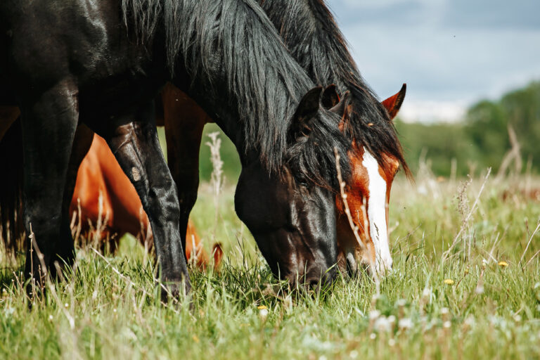 horses eating in grass field
