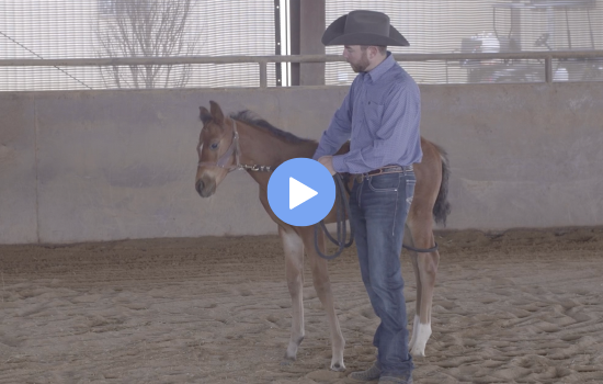 foal resists halter pressure