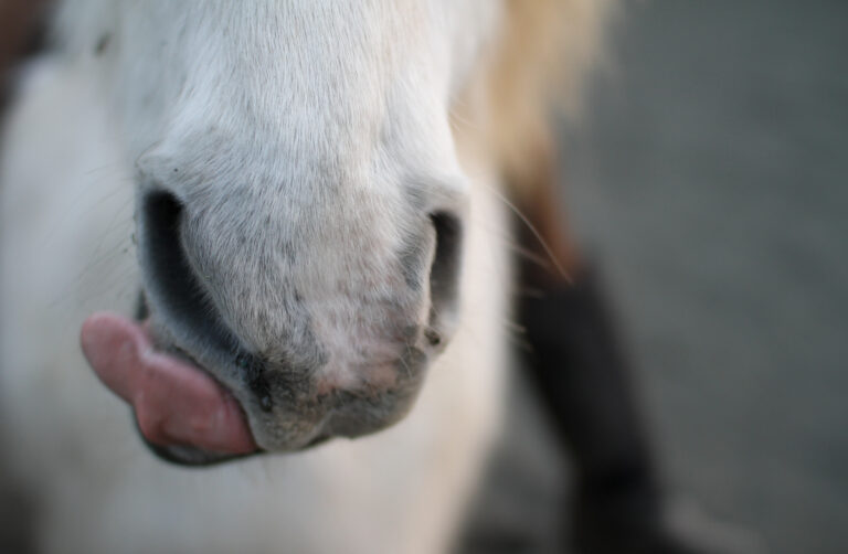 Horse tongue