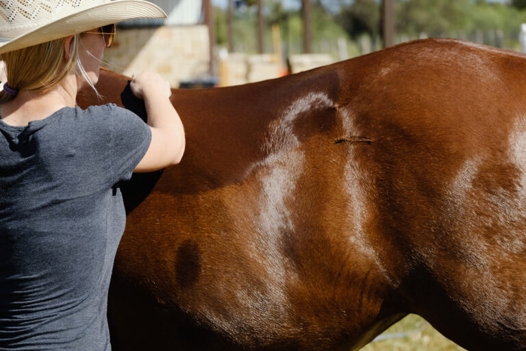 Western ranch lifestyle shows woman washing horse close up on su