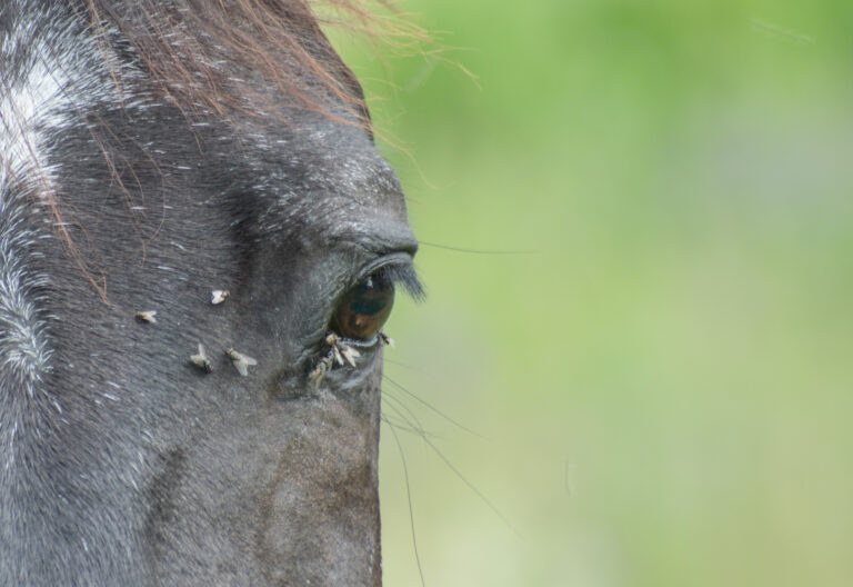 Horse with flies