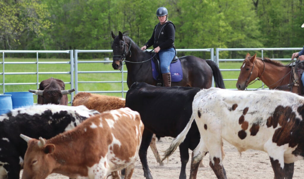 rescue horse cattle