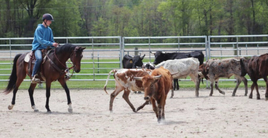 rescue cattle horse