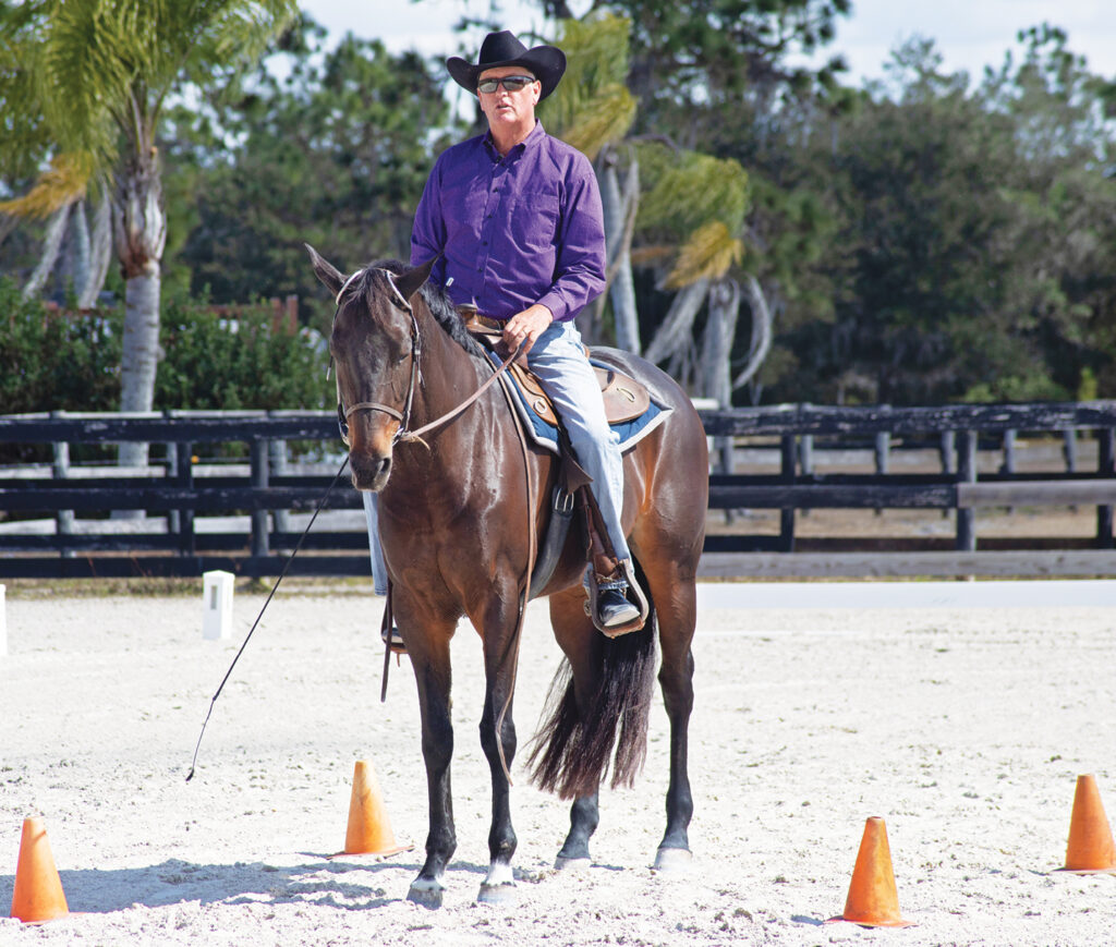 western dressage stop halt