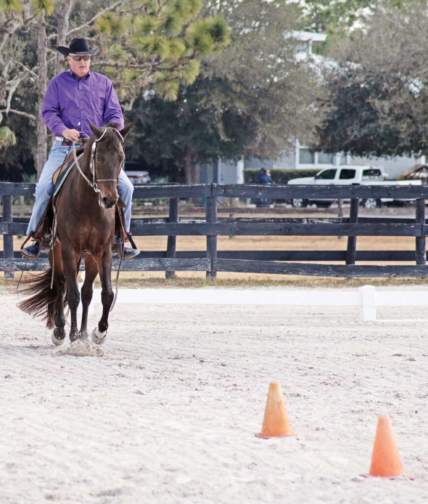 western dressage stop halt