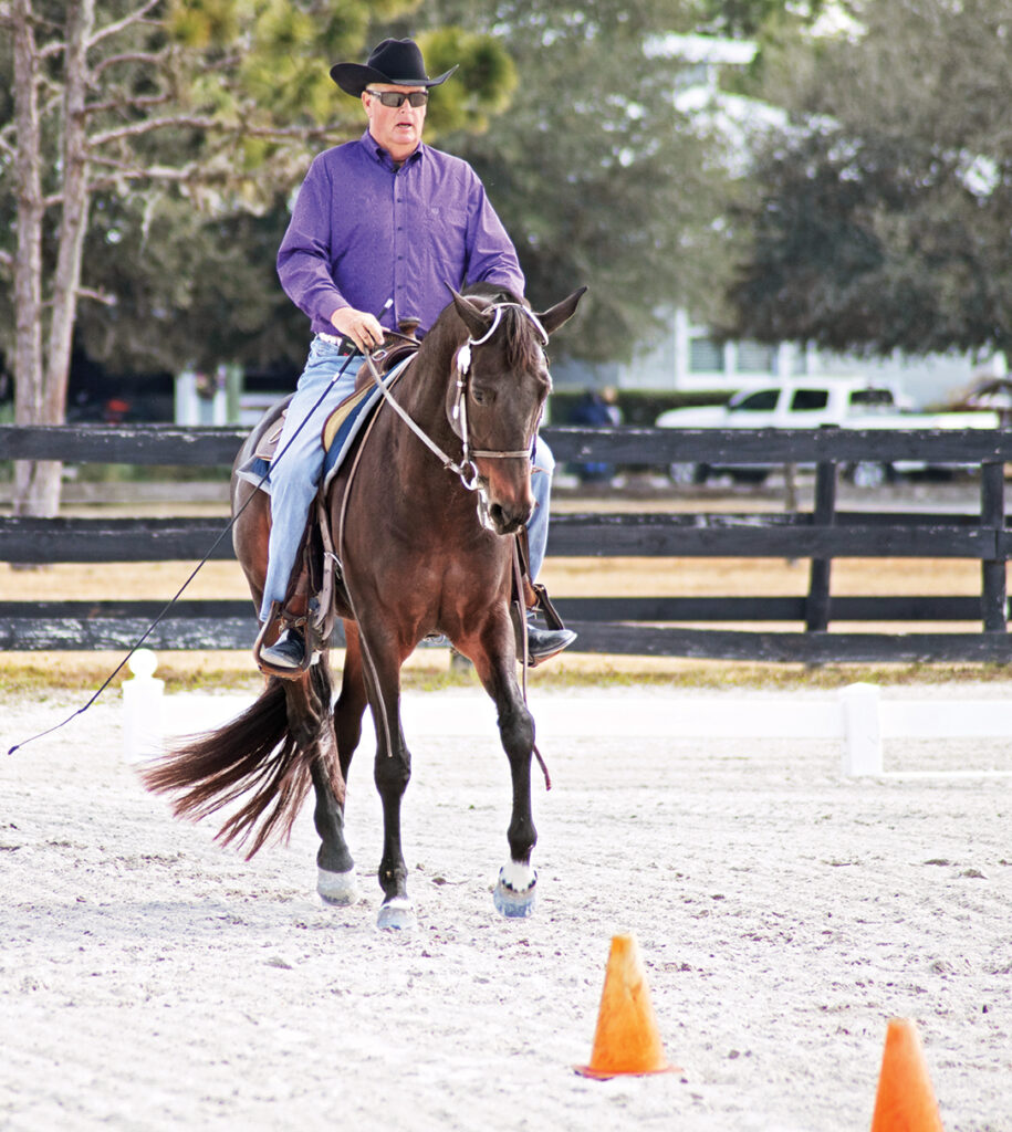 western dressage stop halt