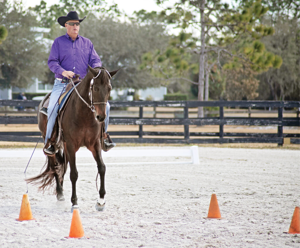 western dressage stop halt