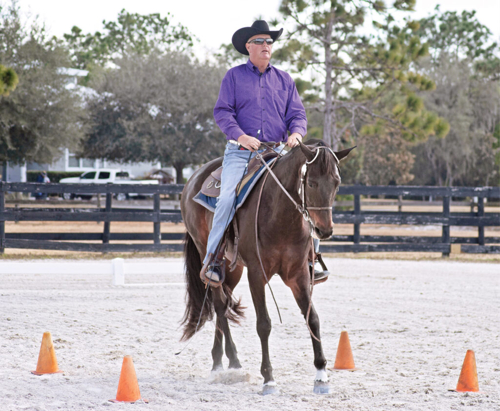 western dressage stop halt