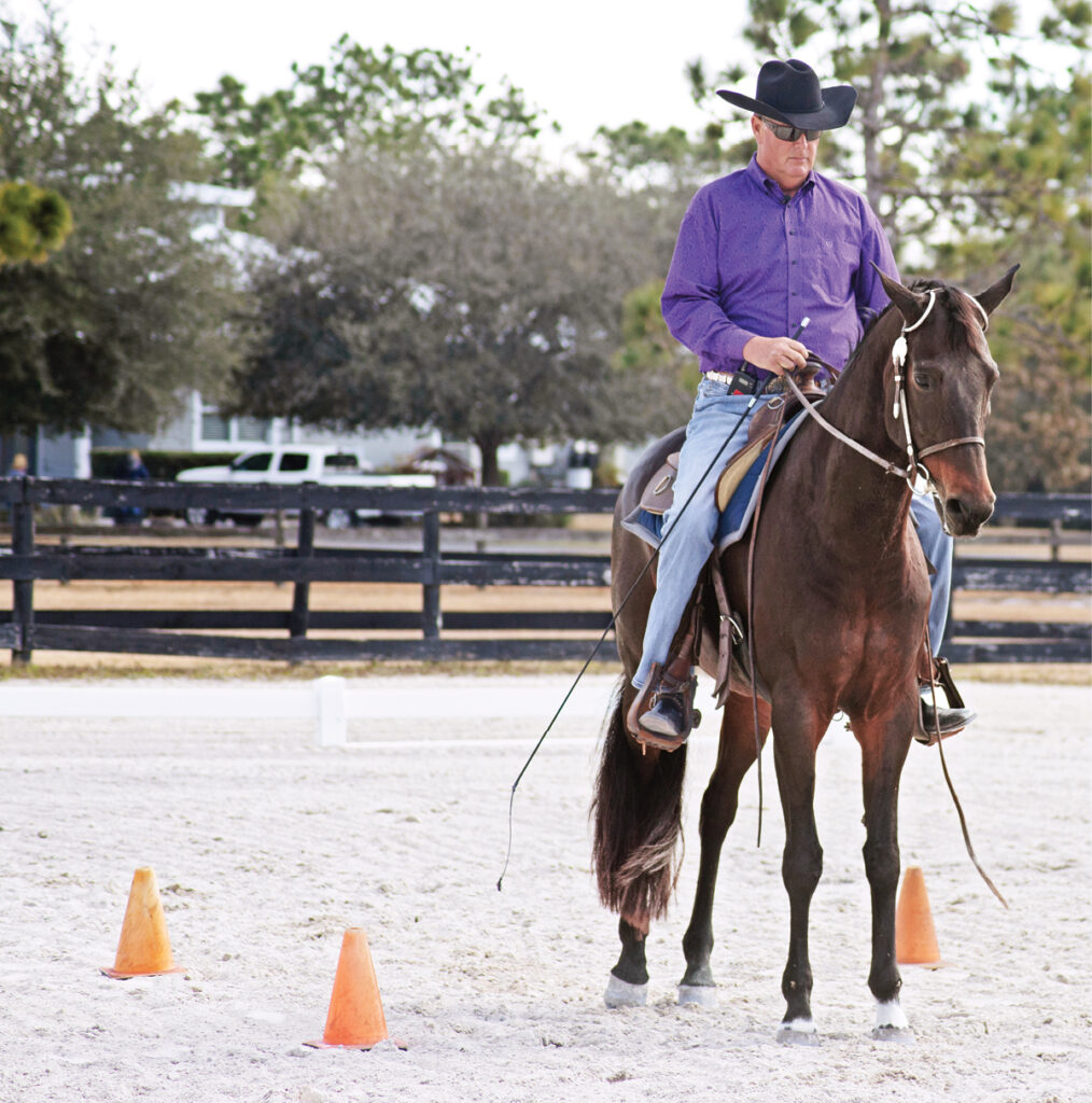 western dressage stop halt