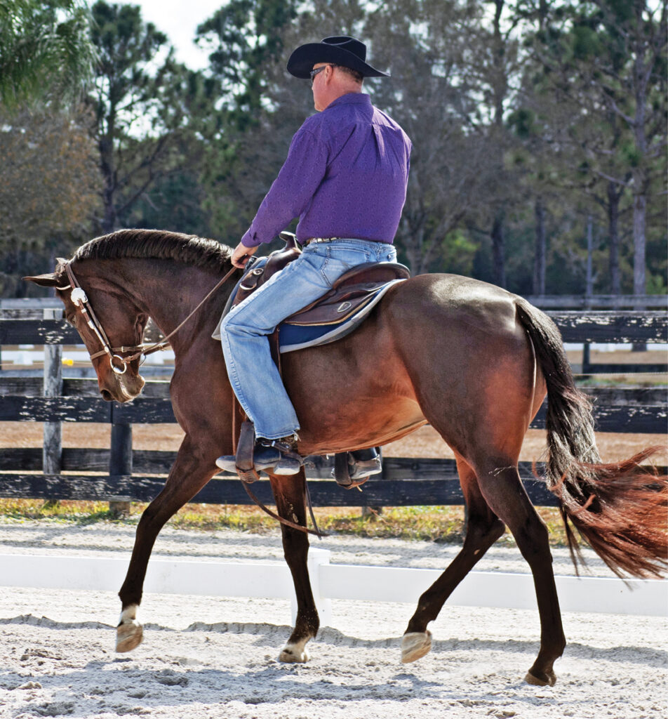 western dressage stop halt