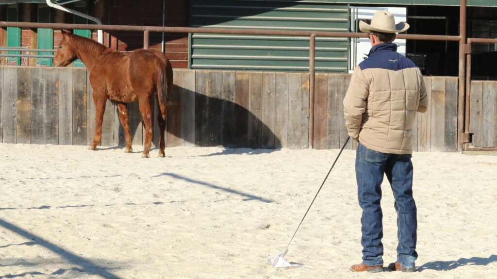 halter pressure foal