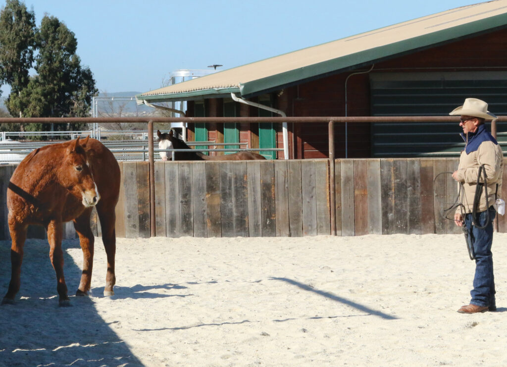 halter pressure foal