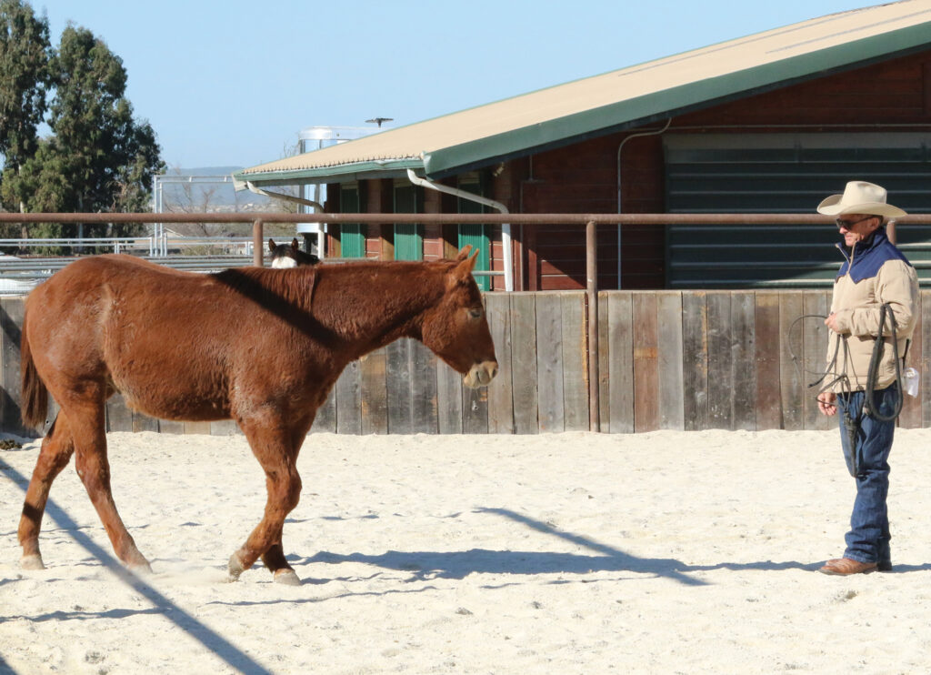 halter pressure foal