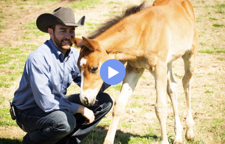 pressure foal follow