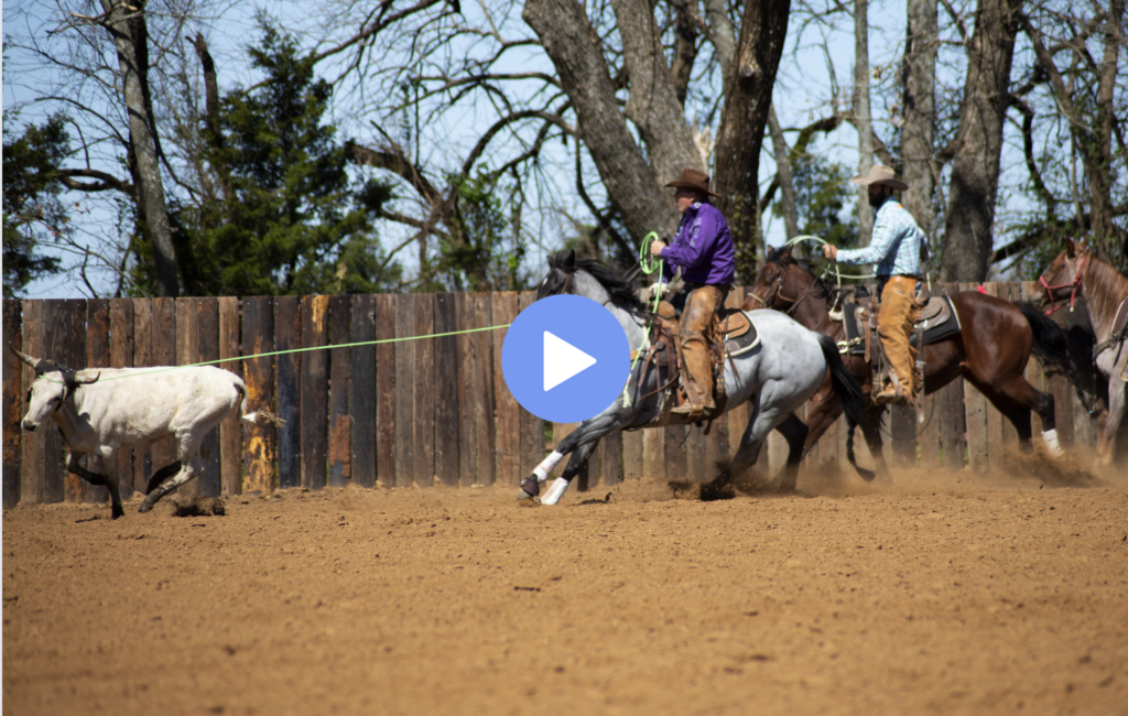 horse anticipation box