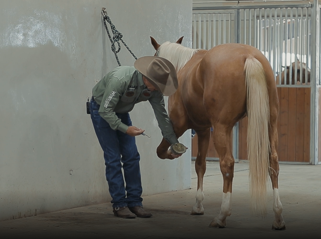 Grooming horse's feet tail 