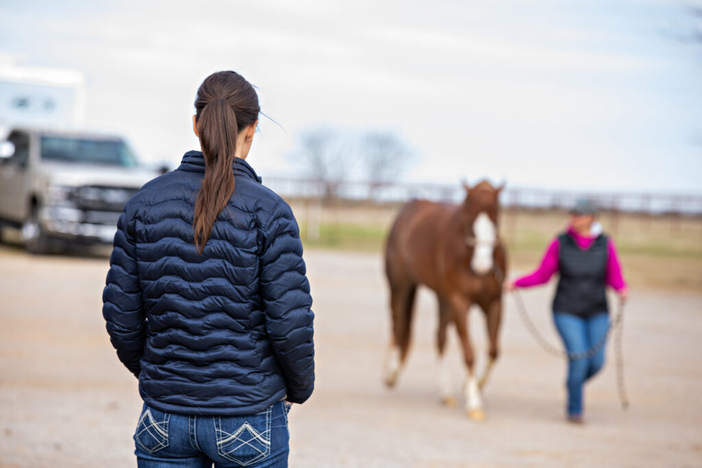 horse pre purchase exam, lameness exam