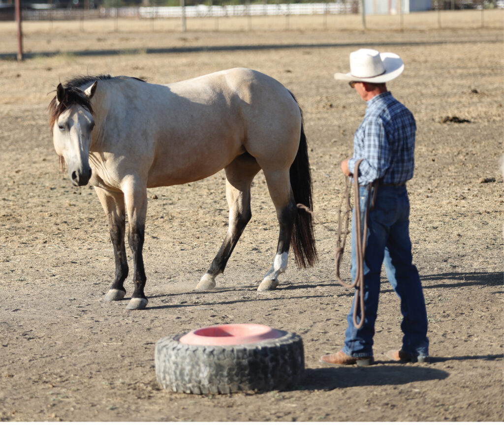 Warwick Schiller and a hard to catch horse