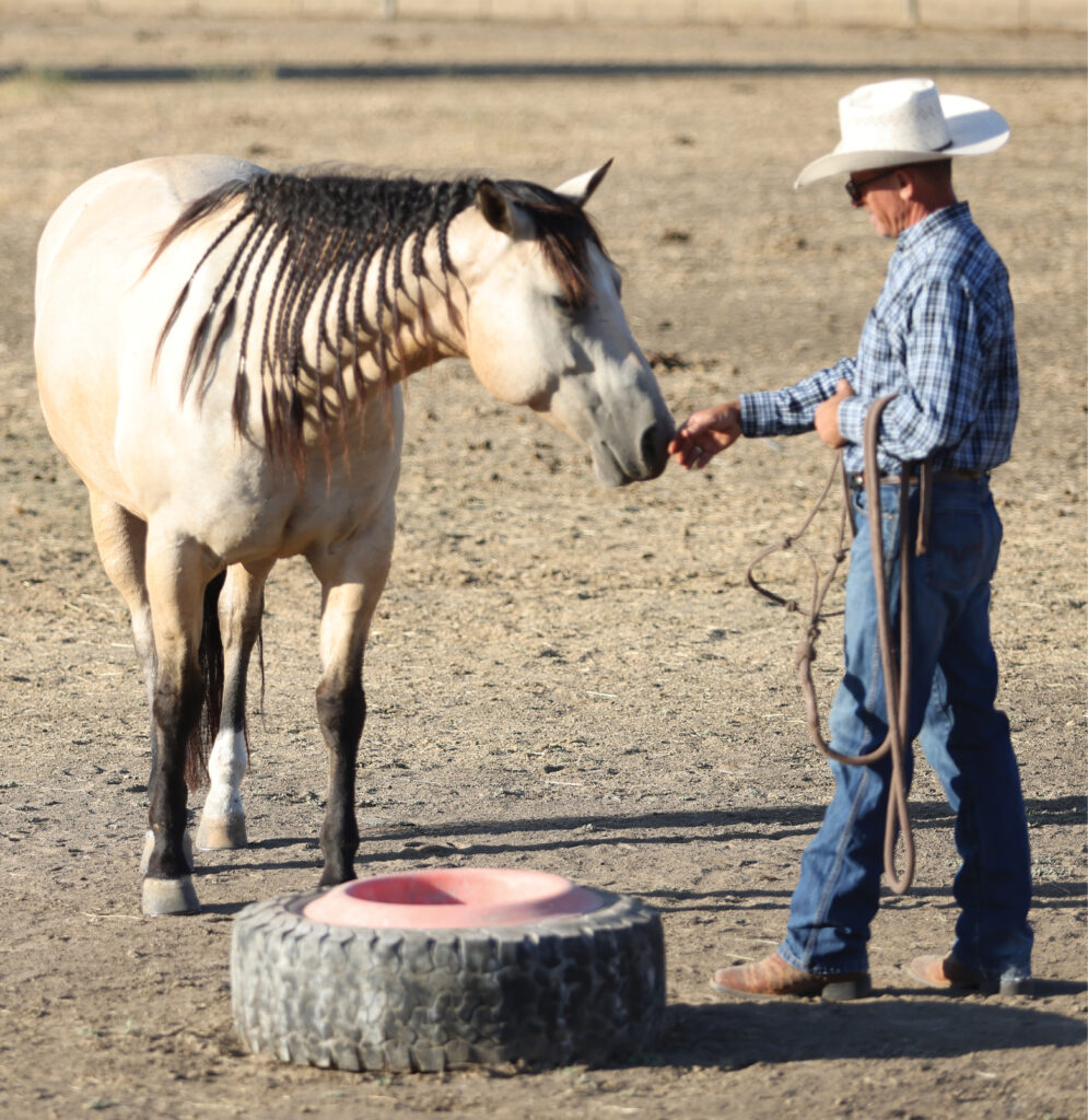 Warwick Schiller and a hard to catch horse