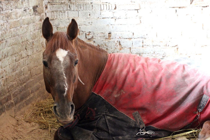 horse blanket