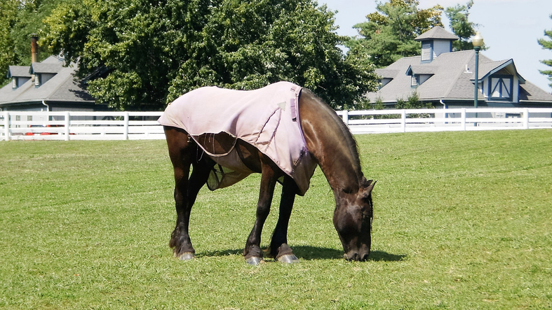horse blanket