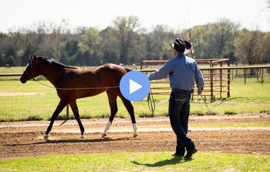 longing outside of the round pen