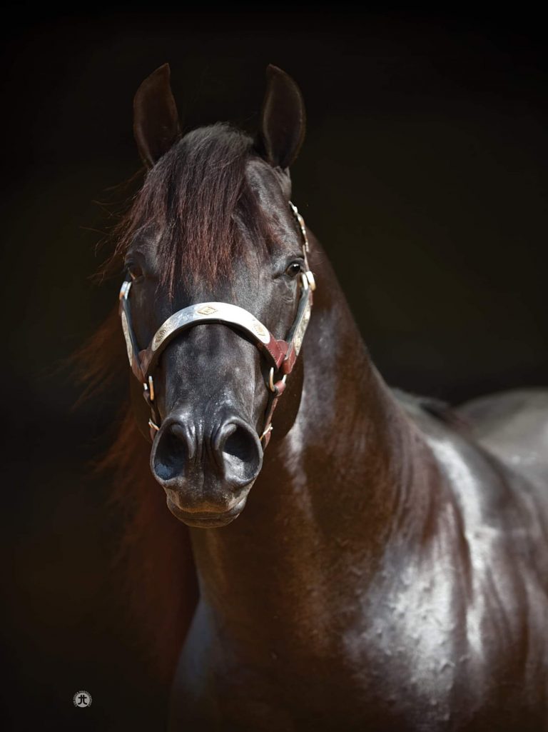 73095872_424924964865633_7309882669611876352_n