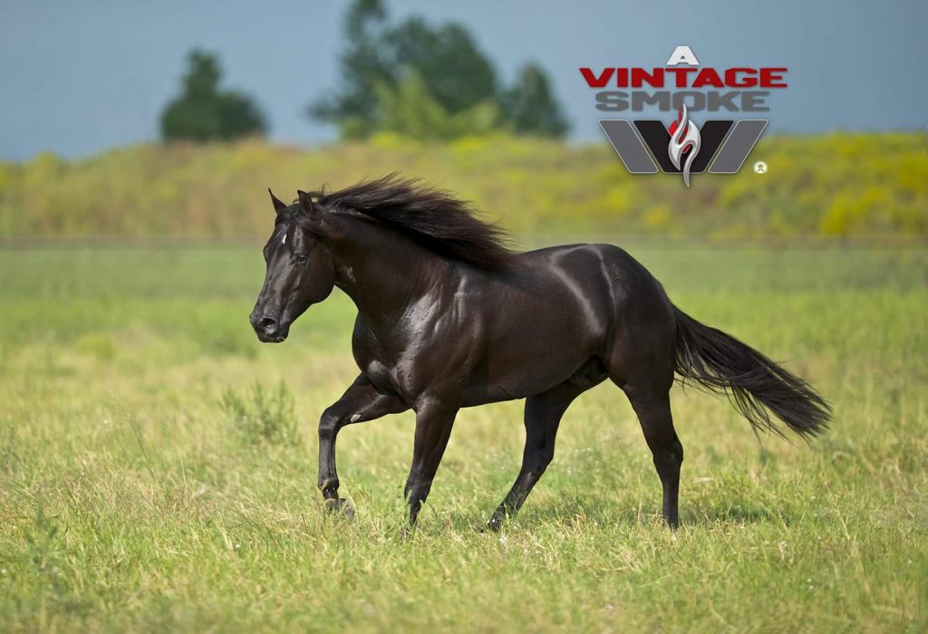 A Vintage Smoke reining horse