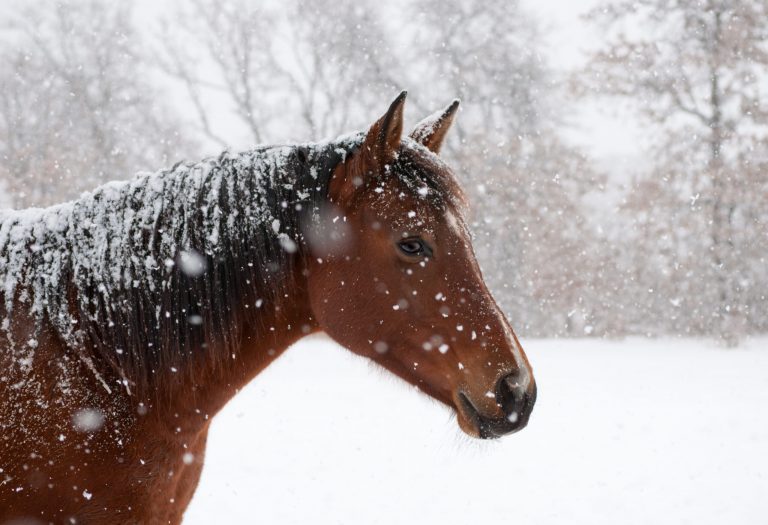 Red bay horse in heavy sbow fall with snow all over her