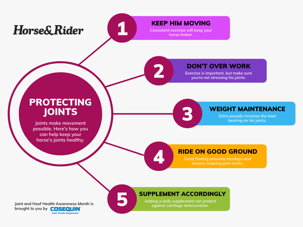 Learn five ways to keep your horse's joints happy and healthy with this infographic.