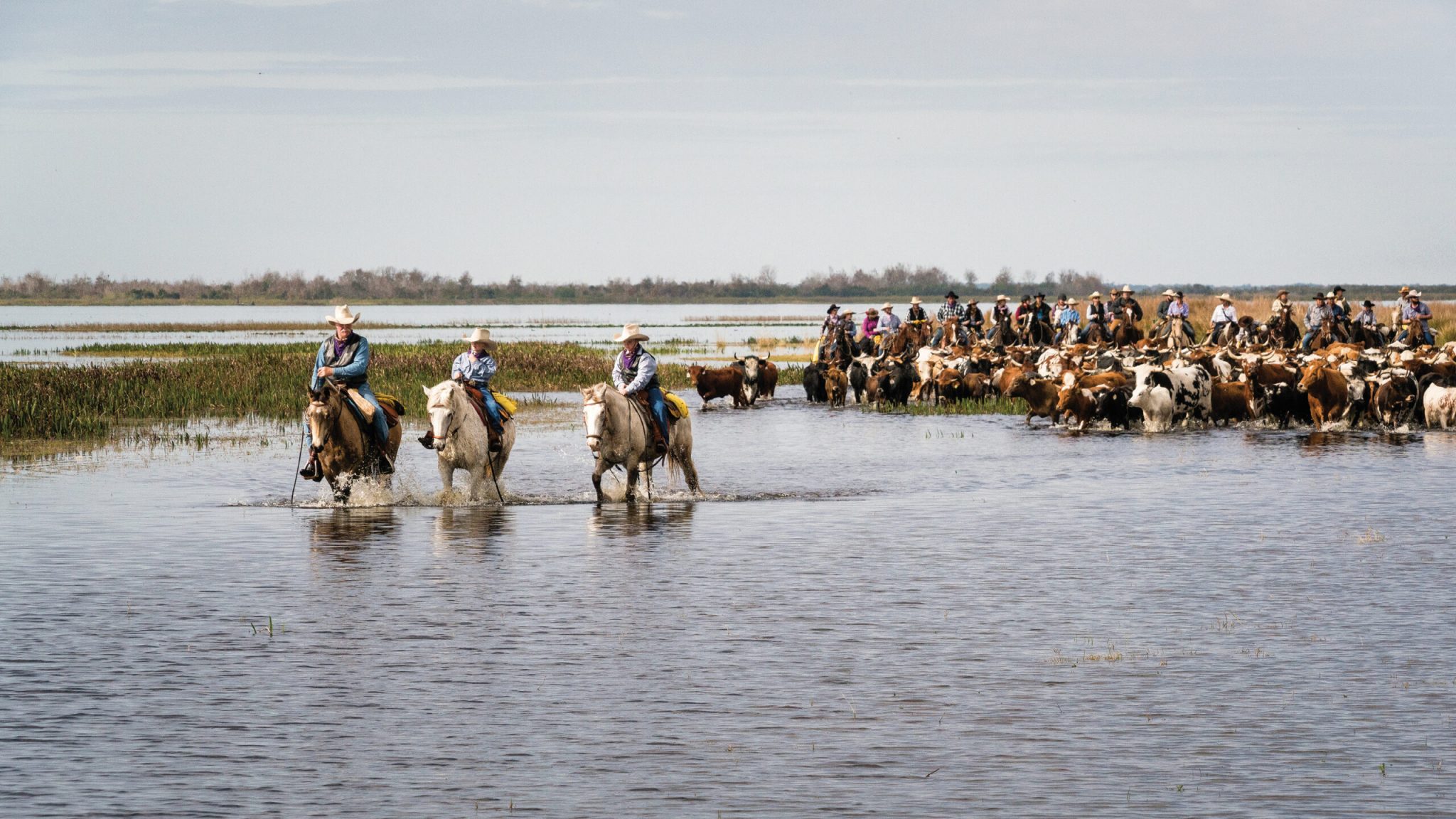 The Great Florida Cattle Drive - Horse&Rider