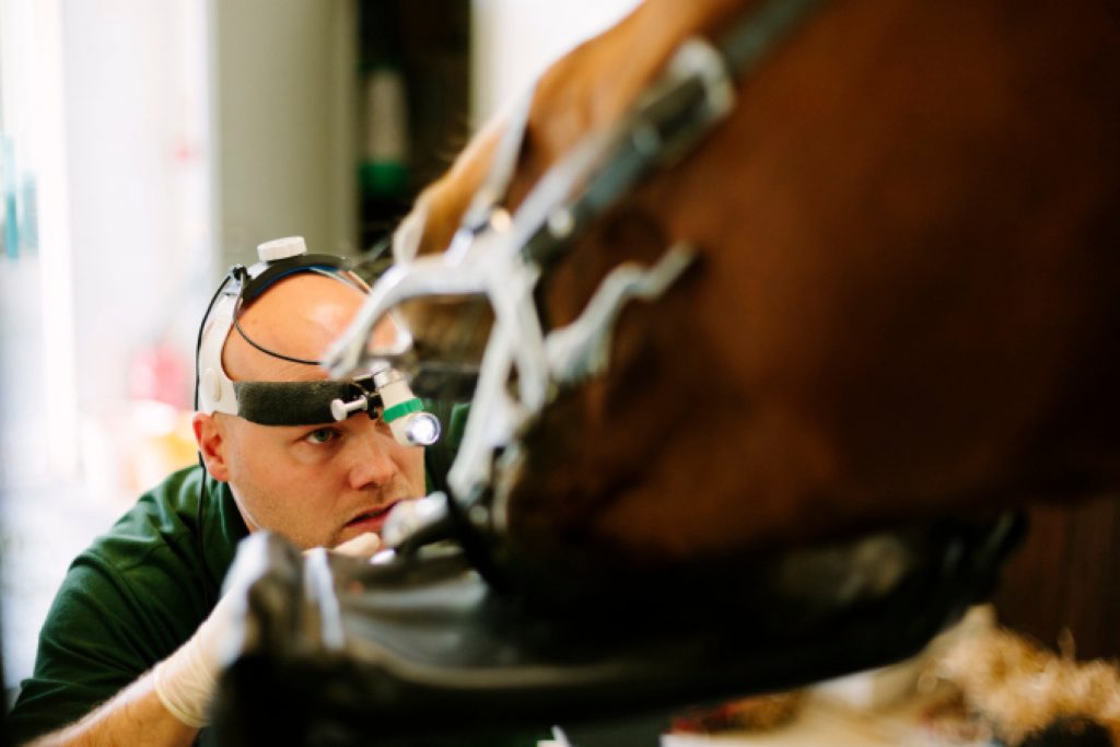 equine dentistry