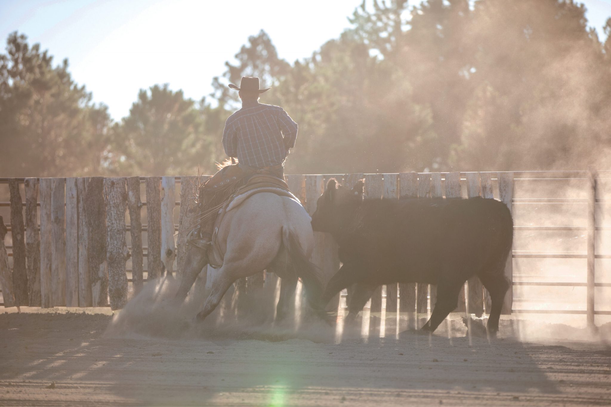 Cow Ride Position The Physics of Cow Work - Horse&Rider