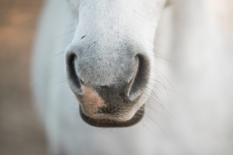horse nose snout nostril detail close animal equine pont