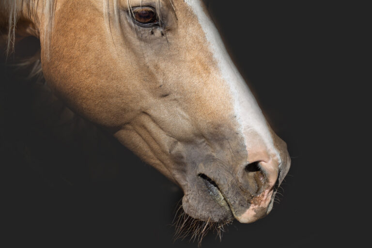 sick mare, a horse with a runny nose on a black background of the stable