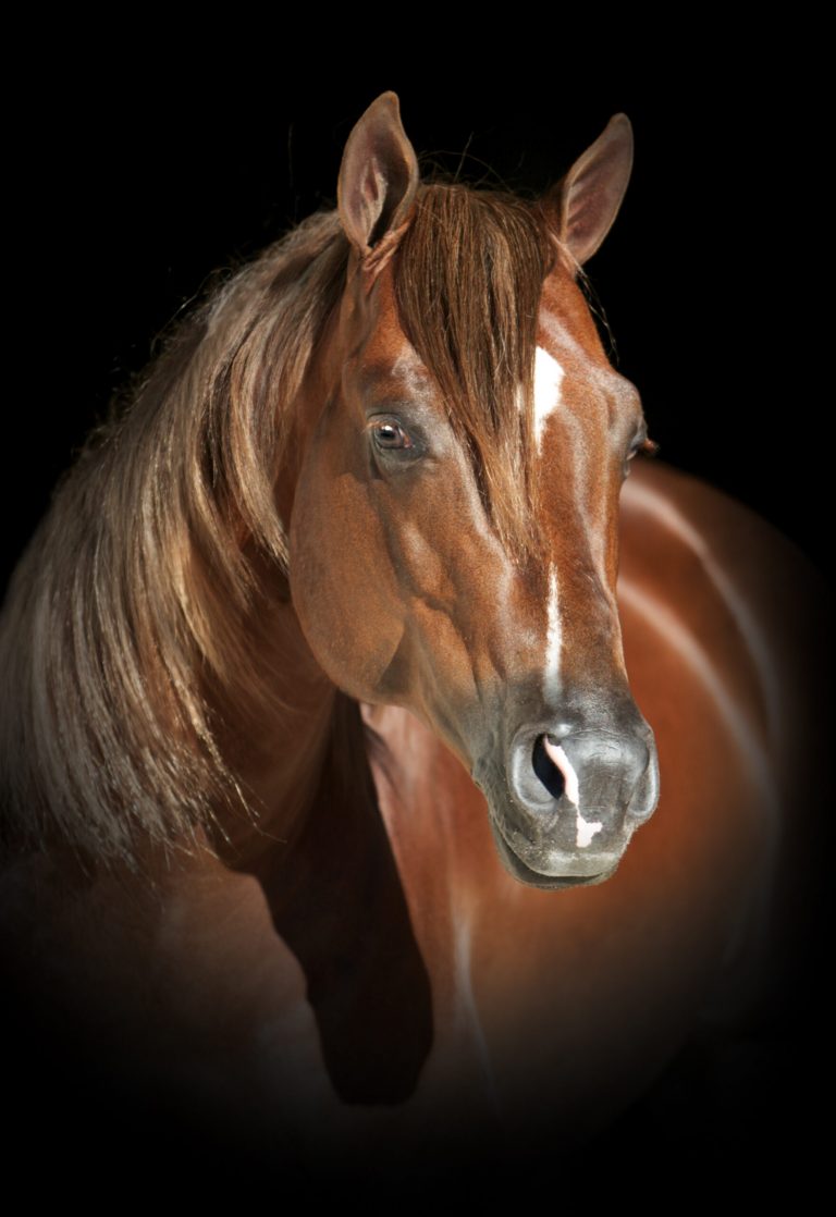 Walla-Walla-Whiz-head-©Cam-Essick