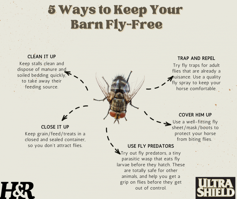 5-ways-to-keep-your-barn-fly-free