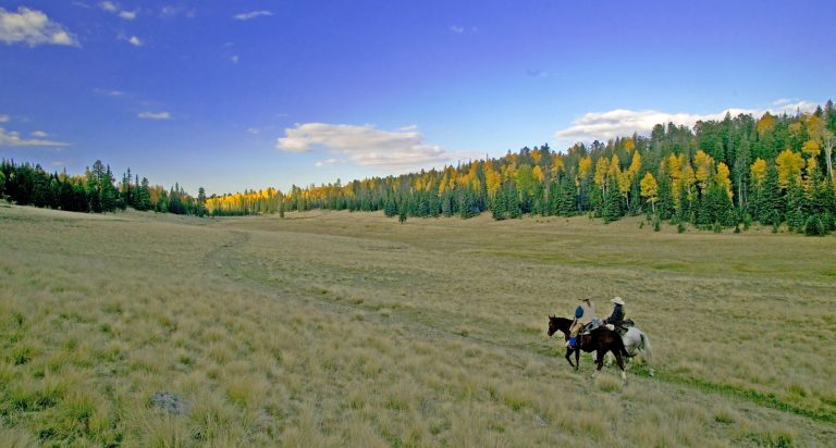 Scenic Horseback Riding
