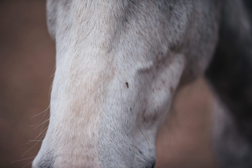 A mosquito bites an animal. A mosquito sits on a horse's nose