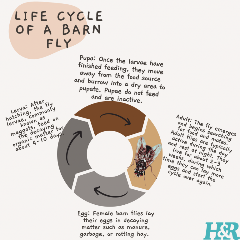 Barn-Fly-Life-Cycle