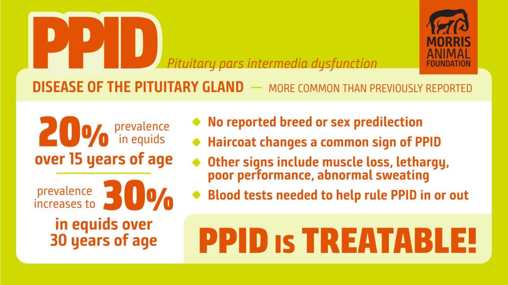 PPID: disease of the pituitary gland. PPID is treatable!