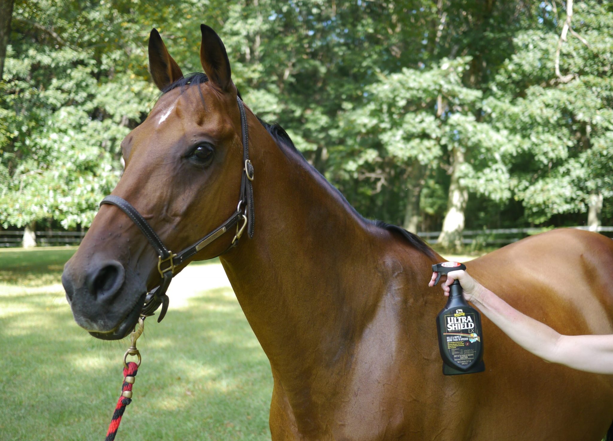 UltraShield EX being used on bay horse