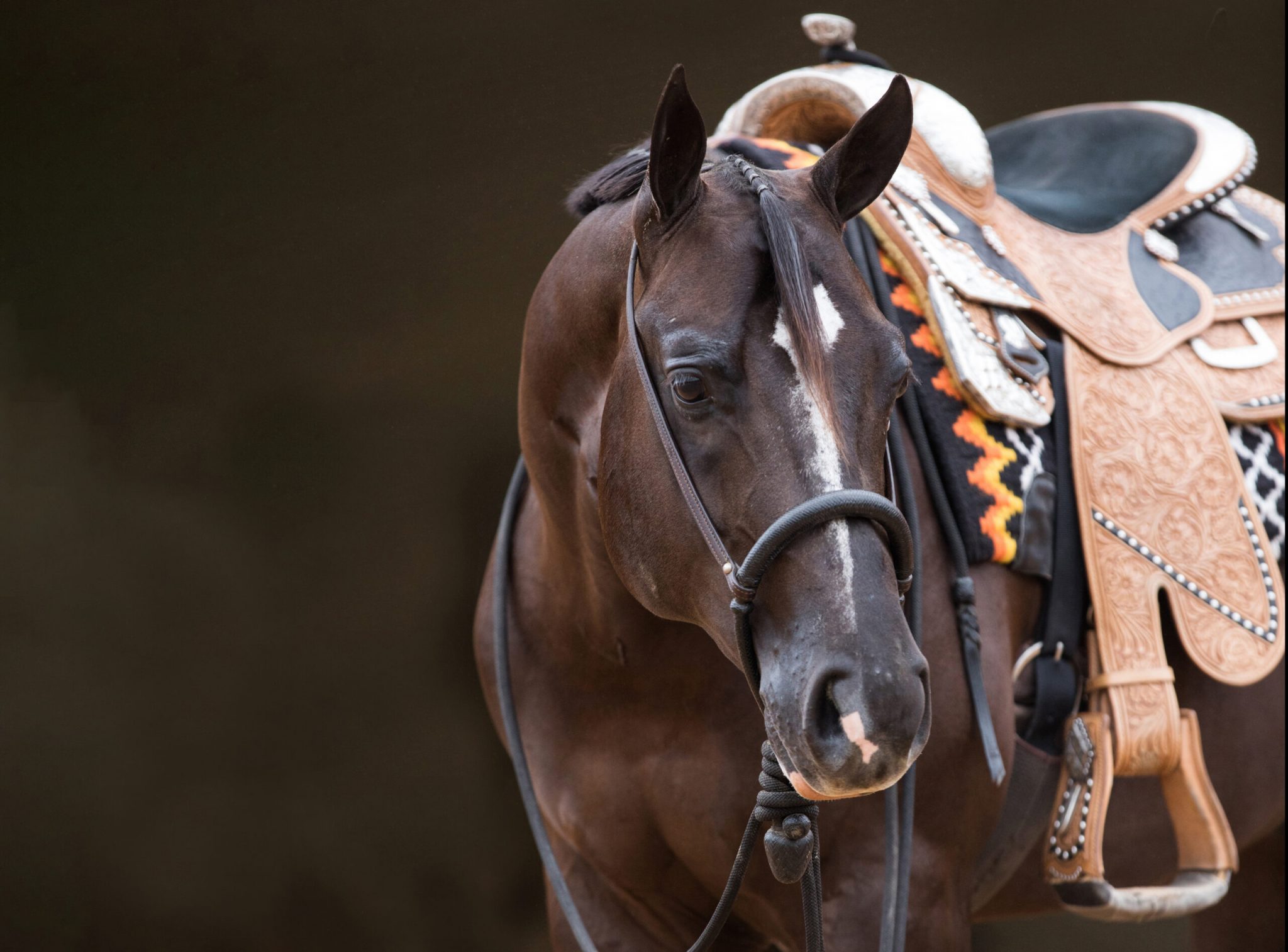 Comfy Horse Wear, Comfy Saddlery & Tack