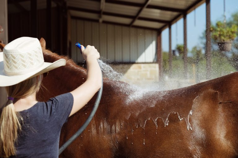 Cowgirl washing horse off with hose on hot day