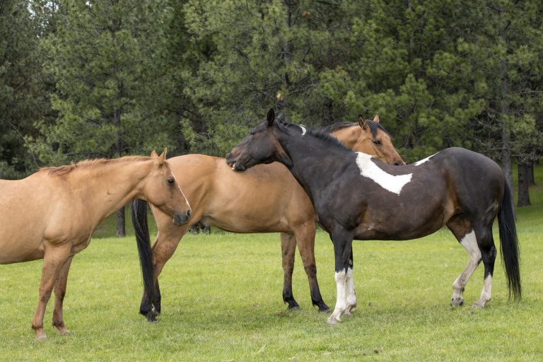 Pair of horses grooming each other