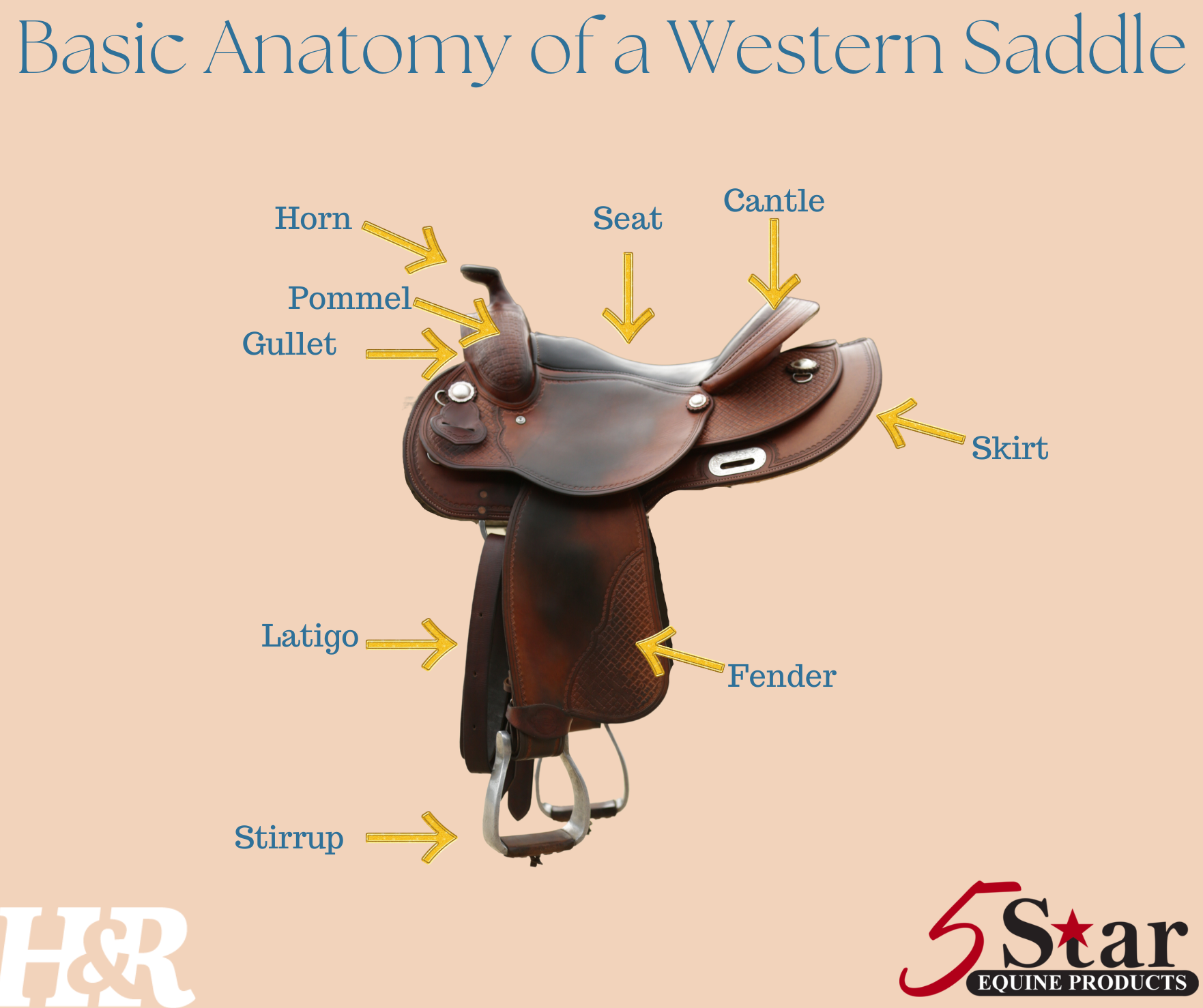 Basic Anatomy of a Western Saddle Horse and Rider